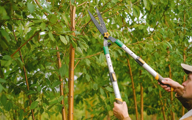 Tree trimming in Wheatfield, IN